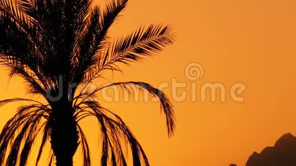 日落时的棕榈树太阳与山脉背景下的外来棕榈树剪影视频的预览图