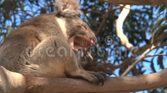 澳大利亚袋鼠岛的考拉视频的预览图
