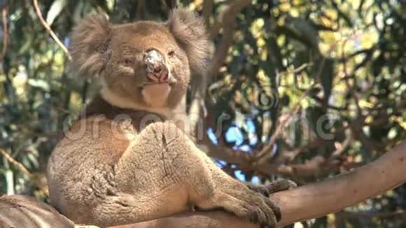 澳大利亚袋鼠岛的考拉视频的预览图