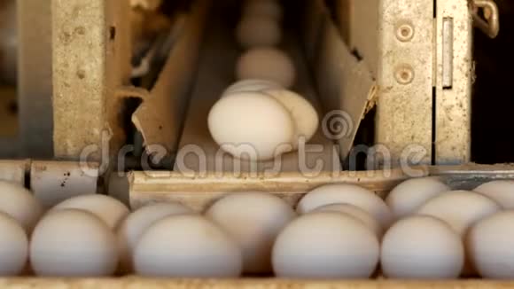 生产的鸡蛋家禽鸡蛋要经过传送带进一步分拣特写家禽视频的预览图