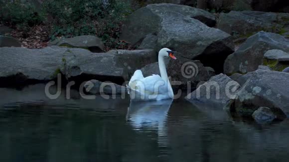 池塘上的白天鹅视频的预览图
