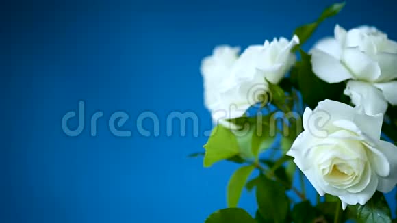 蓝色的白色玫瑰花束视频的预览图