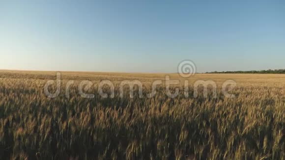 谷物收获在夏天成熟在蓝天的映衬下成熟的小麦小麦小穗与谷物摇动视频的预览图