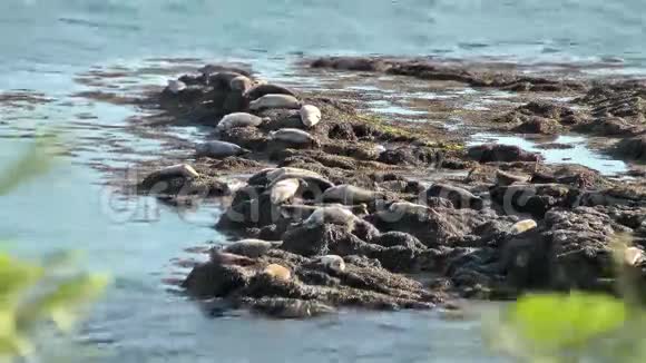 海豹殖民地的风景视频的预览图