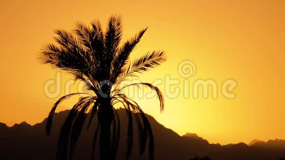 日落时热带棕榈树剪影视频的预览图