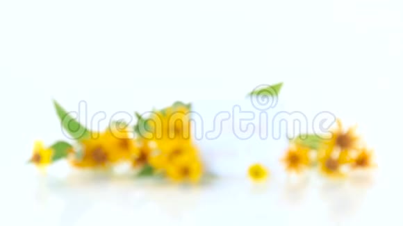 一片白色的黄色大雏菊视频的预览图