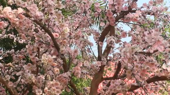春天花园樱花视频的预览图