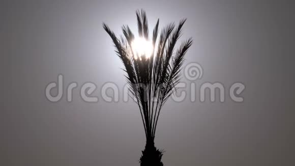 太阳背景下热带棕榈树剪影视频的预览图