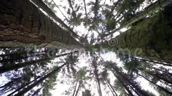 森林树木大自然绿木阳光视频的预览图