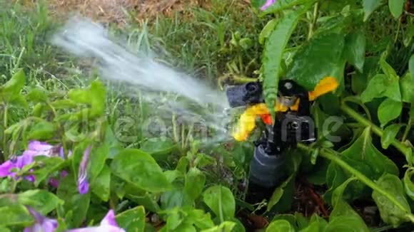 草坪自动喷水器在花园上草地缓慢移动视频的预览图