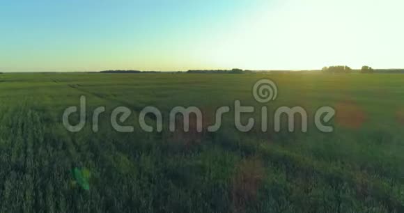 夏季阳光充足的夜晚低空飞行在乡村夏田之上有着无尽的黄色景观地平线上的太阳视频的预览图