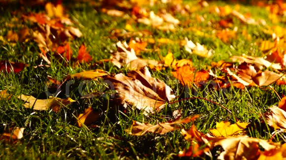 树叶在草丛中秋天的风景视频的预览图
