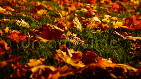 草叶风叶秋景视频的预览图