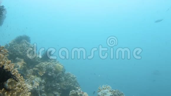 海洋珊瑚礁和鱼类视频的预览图