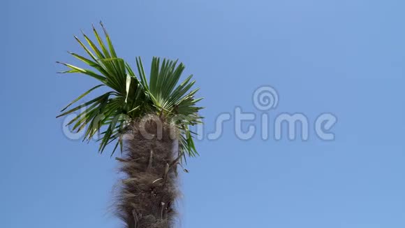 海滩上的热带棕榈树视频的预览图