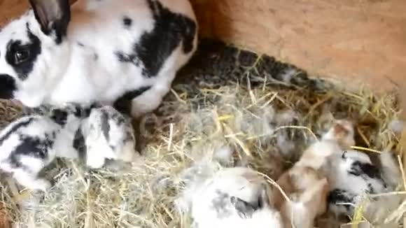 兔子一家人在笼子里吃稻草视频的预览图