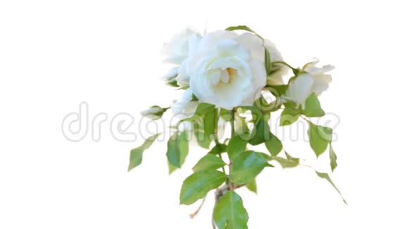 一束美丽的白色玫瑰隔离在白色上视频的预览图