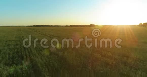 夏季阳光充足的夜晚低空飞行在乡村夏田之上有着无尽的黄色景观地平线上的太阳视频的预览图