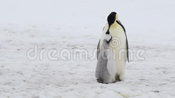 企鹅皇帝和小鸡在南极洲视频的预览图