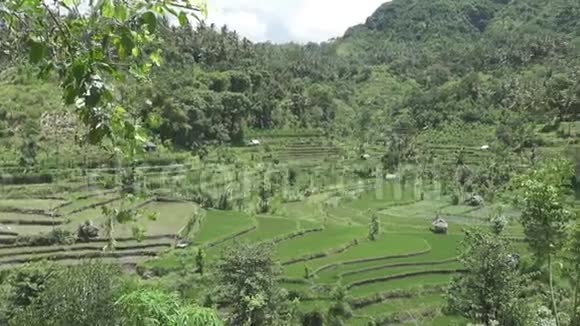 空中观景台的水稻梯田的山和农民的房子印度尼西亚巴厘视频的预览图