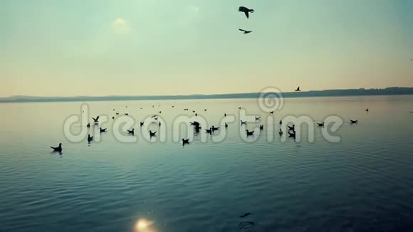 日落时分湖上美丽的鸟儿视频的预览图