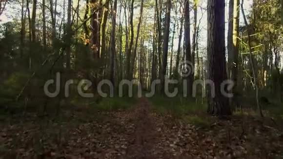 秋天美丽的松林视频的预览图