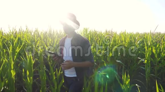智慧农业慢动作视频概念男子农艺师持有平板触摸生活方式垫电脑在玉米地是视频的预览图