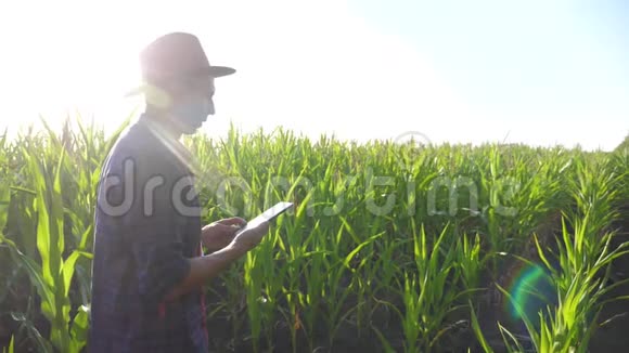 智慧农业慢动作视频生活方式理念农学家在玉米地里拿着平板电脑视频的预览图