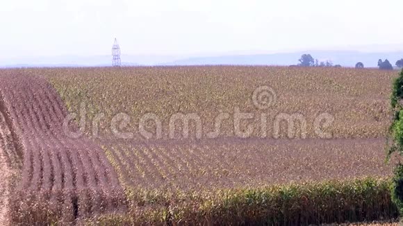 玉米田间植物素视频的预览图