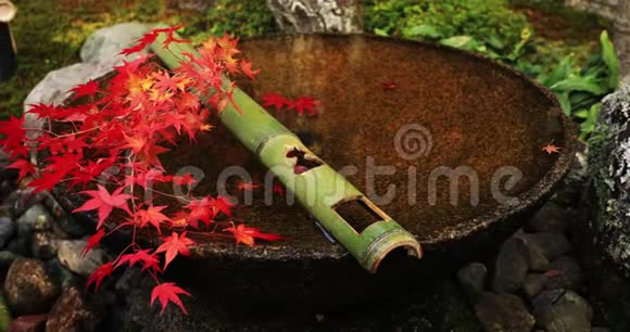 京都酒井区恩口寺传统公园的红叶视频的预览图