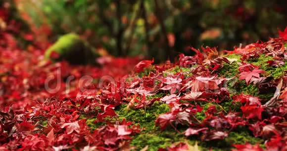 京都酒井区恩口寺传统公园的红叶视频的预览图