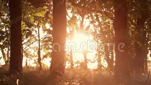 日落时的森林视频的预览图