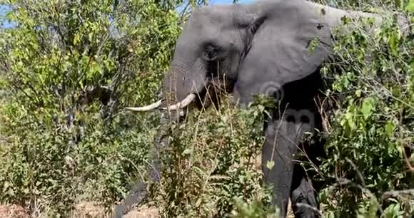 非洲大象在博茨瓦纳狩猎野生动物视频的预览图