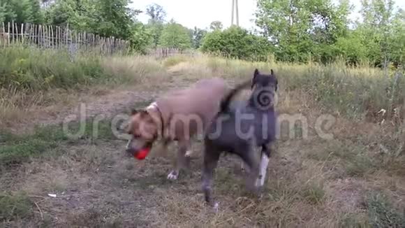 斯塔福德郡犬训练和行走视频的预览图