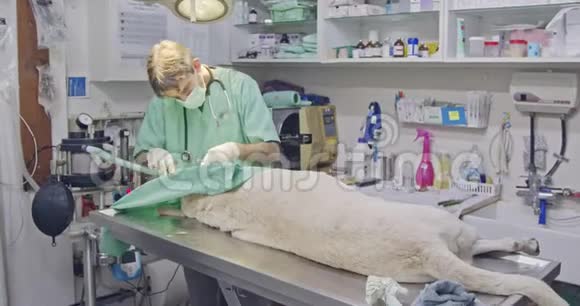 兽医外科兽医在宠物诊所经营一只白狗视频的预览图