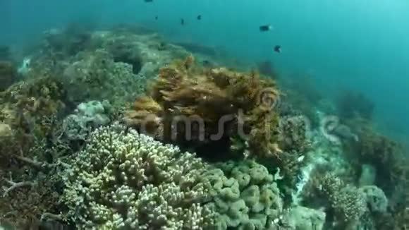 印尼珊瑚礁软珊瑚及其现状视频的预览图