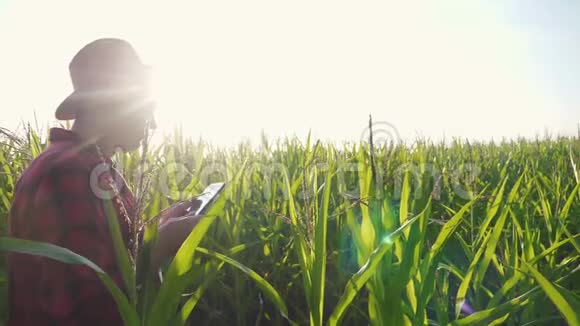 智慧农耕理念慢动作视频生活方式农学家在玉米地里拿着平板电脑视频的预览图