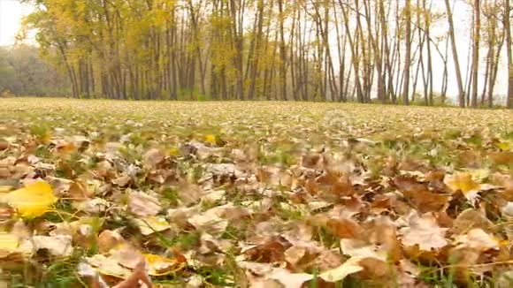 秋天的彩色落叶视频的预览图
