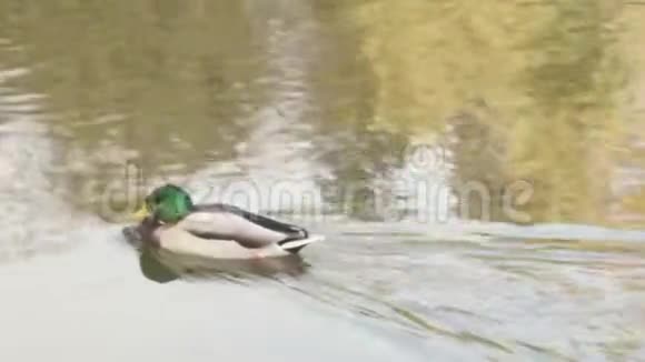 马拉德野鸭公园里的阿纳斯鸭子视频的预览图