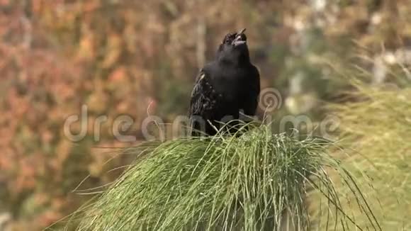 智利公园里的鸟视频的预览图