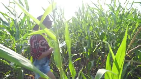 智能生活方式养殖慢动作视频概念女孩农学家在玉米地里拿着平板电脑视频的预览图