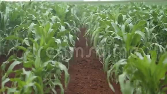 玉米地种植玉米鸟瞰图视频的预览图