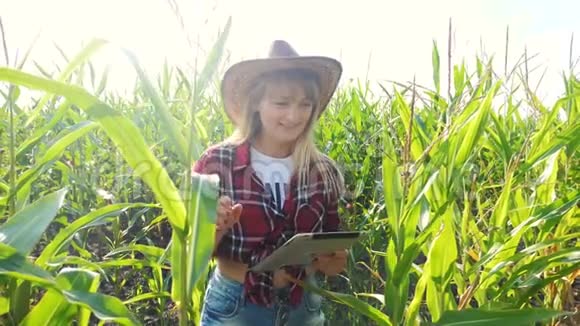 智慧农业慢动作视频概念女孩农学家在玉米地里拿着平板电脑正在学习视频的预览图