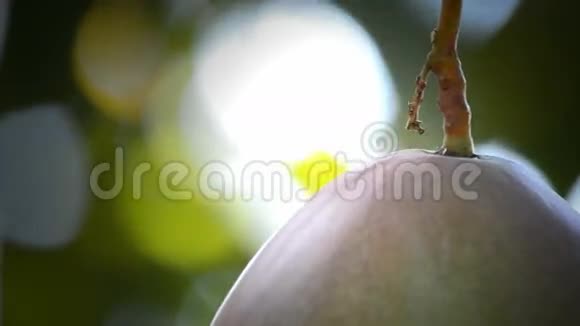 芒果果实在树上接近果实热带视频的预览图
