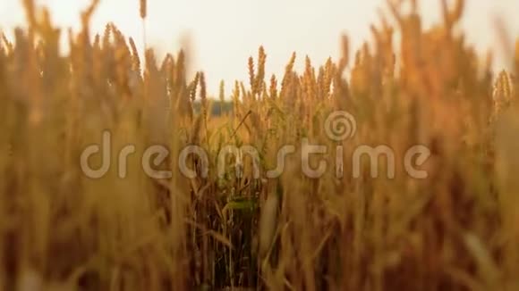 成熟小麦小穗的麦田视频的预览图