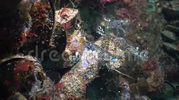 对虾棕榈线虫的营养黑海乌克兰视频的预览图