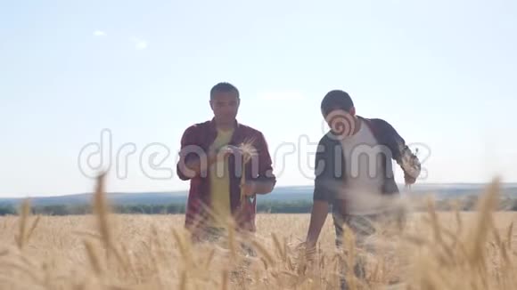 团队合作智能农业两名农民在麦田工作农民探索正在研究数字平板小麦男子视频的预览图