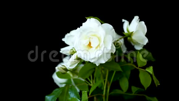 黑色的白色玫瑰花束视频的预览图