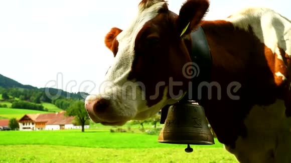 在瑞士Gruyeres区的高山草地上吃草的牛视频的预览图