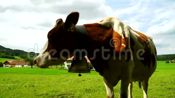 在瑞士Gruyeres区的高山草地上吃草的牛视频的预览图